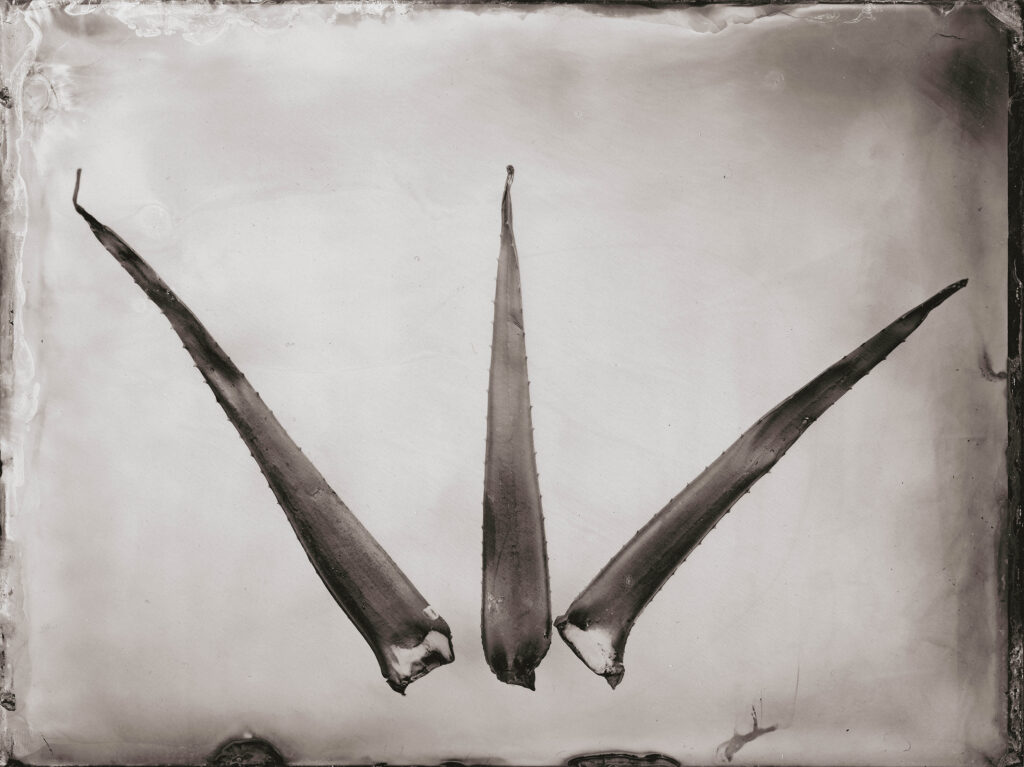 Marcin Seweryn Andrzejewski | Wet Plate Collodion